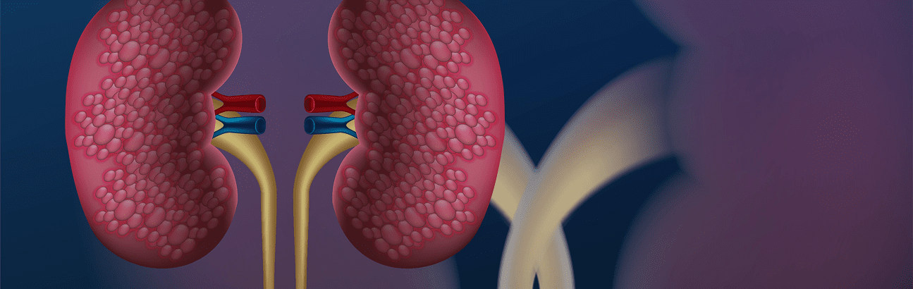Detailed illustration of human kidney structure